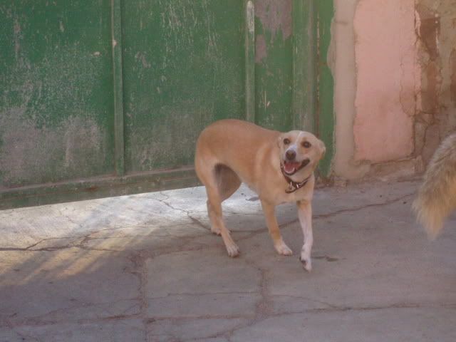 Preciosos perritos que necesitan ser adoptados P6270051ja9