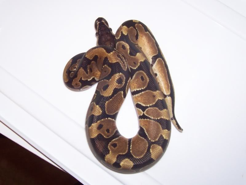 My new High gold male Ball python! 100_1370-1