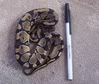 My new High gold male Ball python! 100_1379-1