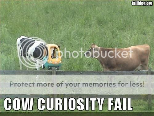 le coin du LOL  (Images, sites webs, vidos, quotes... ) Fail-owned-cow-curiosity-fail