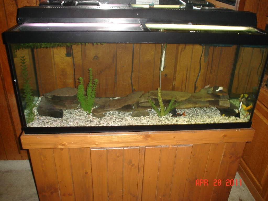 New setup for my cichlids DSC02782