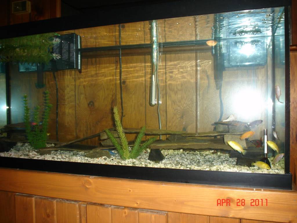 New setup for my cichlids DSC02787