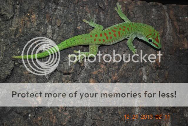 0.1 giant day gecko DSC_3634_zpsa07be77a