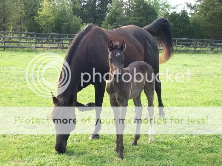 And here's a pic of the black colt 3-24-07-04