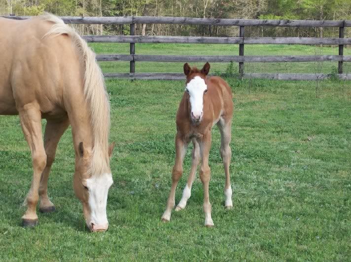 Pics of the paint filly 3-24-07-12