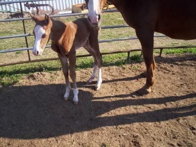 Kid's got another filly on the ground Tardeefilly07