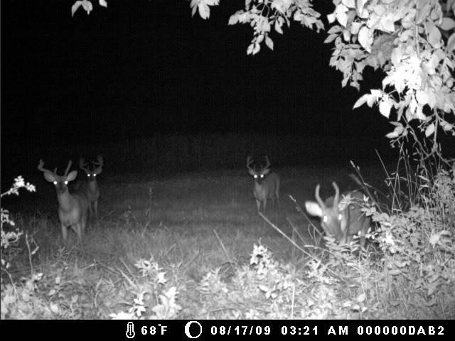 Md trail cam pics 8/20 MDGC0273