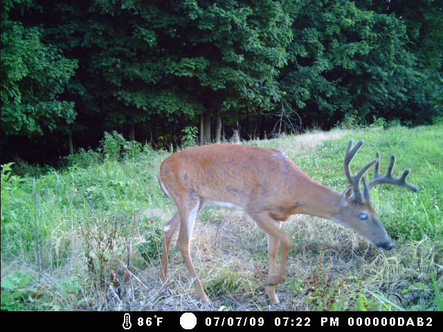 Some Maryland bucks Littlewoods427