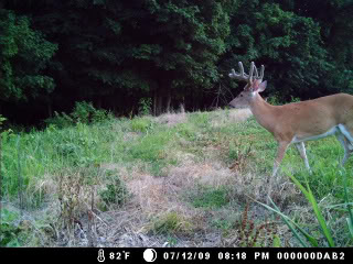 MD trail cam pics 7/25 Littlewoods72509125