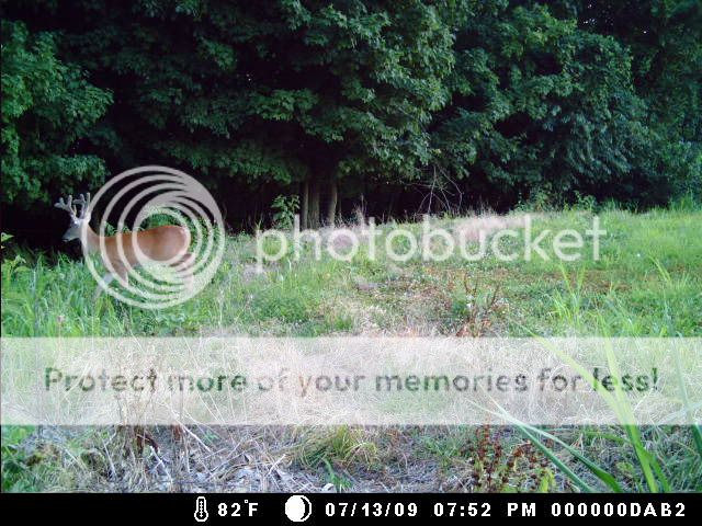 MD trail cam pics 7/25 Littlewoods72509141