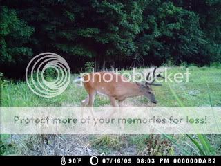 MD trail cam pics 7/25 Littlewoods72509229