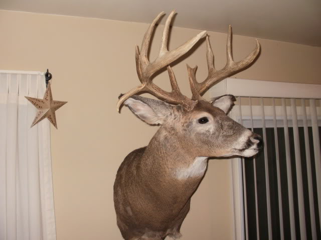 Lets see your deer mounts! Mounts011