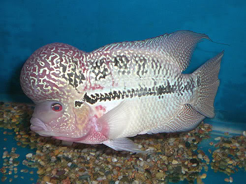 flowerhorn fish thailand zhenzhou CIMG5231