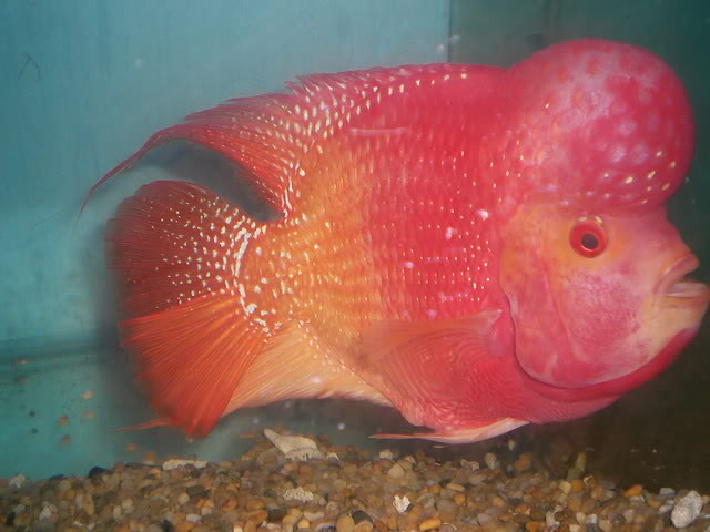 flowerhorn fish thailand zhenzhou CIMG6920