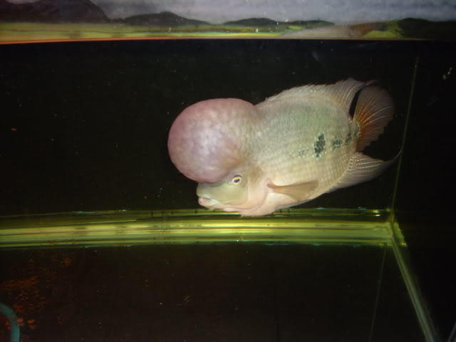 flowerhorn fish thailand zhenzhou Copyofdon3