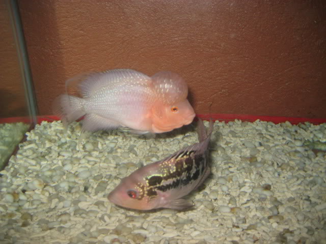 flowerhorn fish thailand zhenzhou IMG_0301