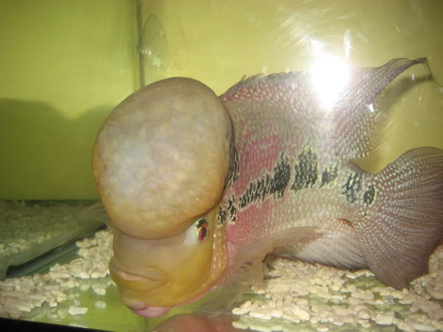 flowerhorn fish thailand zhenzhou Picture028