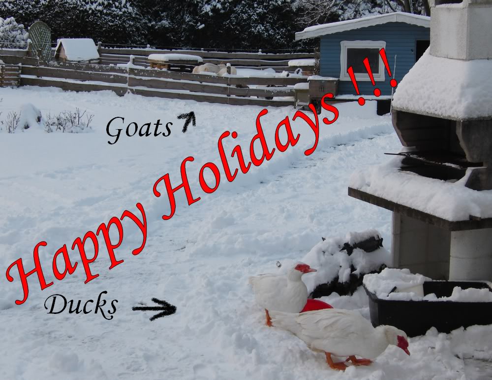 Hot X-mas ... Goatsandducks9834