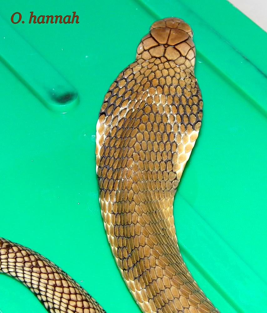 Indo and Chinese banded Kingcobra baby pictures Hannah387324