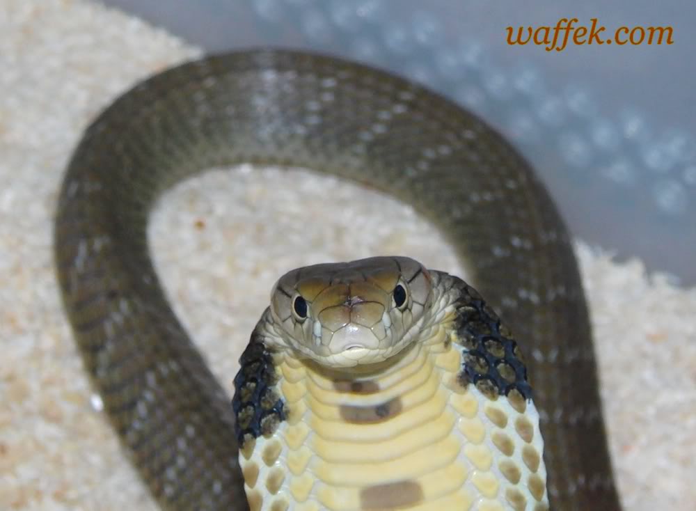 Indo and Chinese banded Kingcobra baby pictures Ohannah32345623