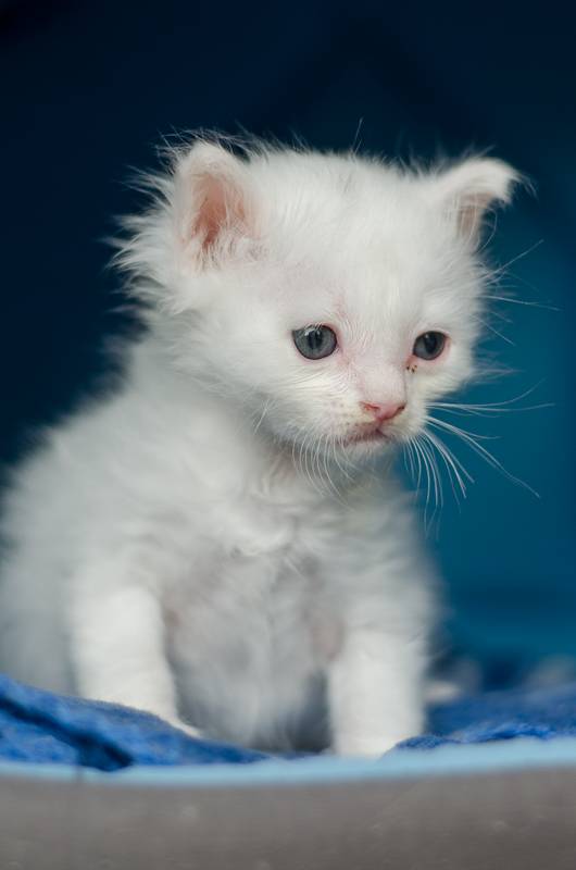 Jazzy, mâle blanc angora né le 01 avril 2014 JazzyJ3-1_zps7f2d1ecd