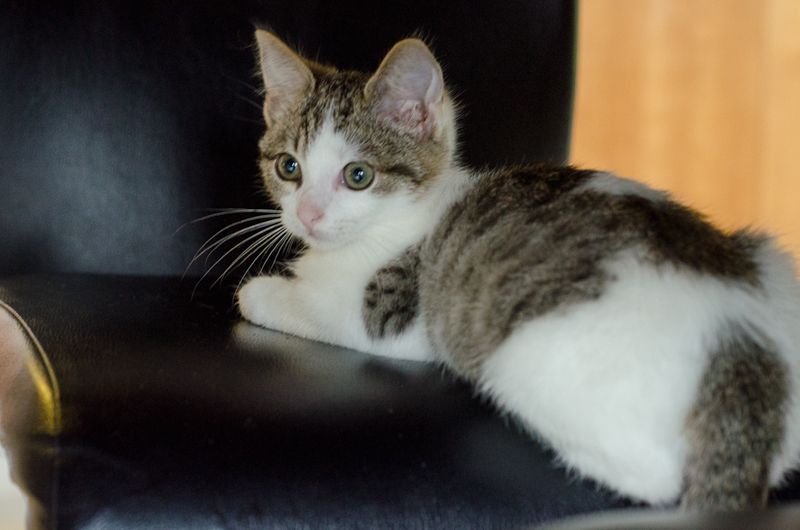 Joshua, mâle type européen tabby et blanc né 01/08/2014 Joshua-2_zpsf0a933c3