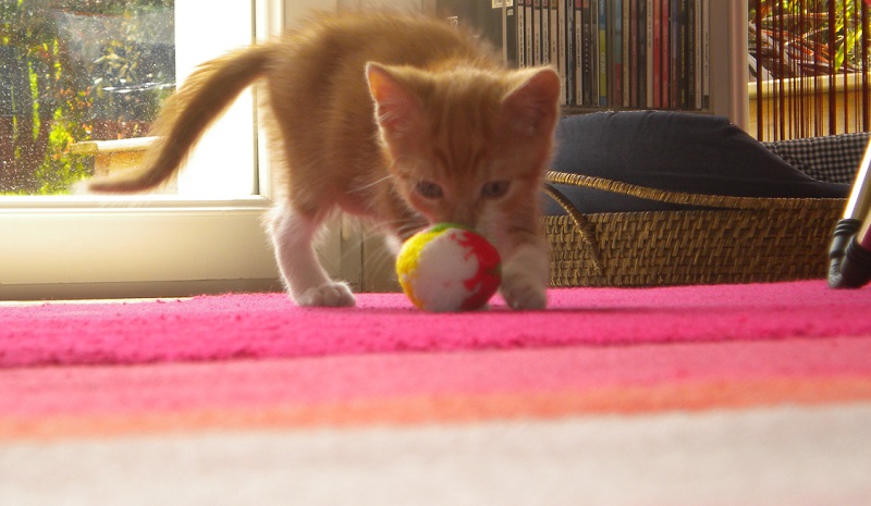 Loki, mâle type européen red tabby né 08/02/2015 - Page 3 DSCN5823_zpst2jwpszr