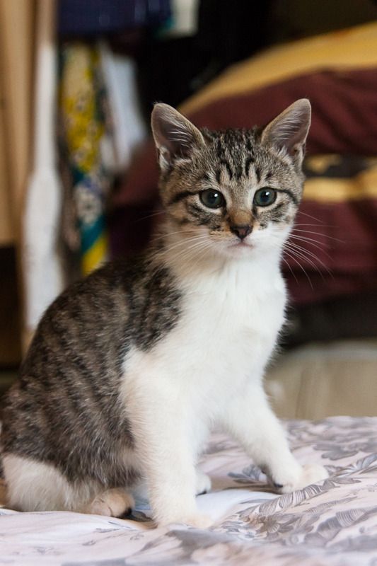 Lizzy, femelle type européenne tabby et blanche née 15/07/2015 Lizzy%20S1-24_zpsztlhzssi