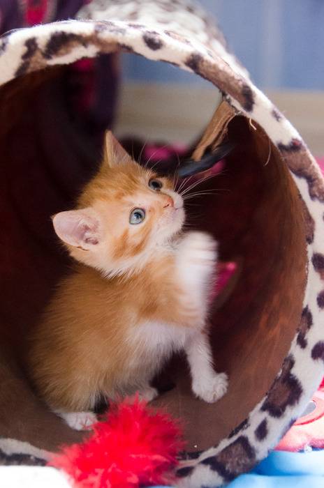 Loki, mâle type européen red tabby né 08/02/2015 - Page 2 Loki%20-%20J18-9_zpsm8wvyded