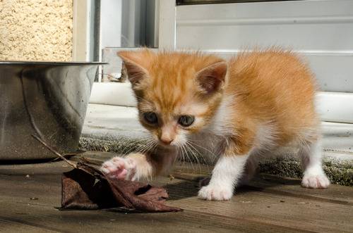 Loki, mâle type européen red tabby né 08/02/2015 - Page 2 Loki%20-%20J21-1_zpsxsqhaolx