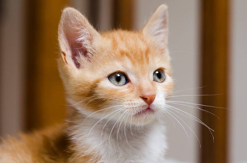 Loki, mâle type européen red tabby né 08/02/2015 - Page 2 Loki%20a%202%20mois-10_zpssjmffhyr