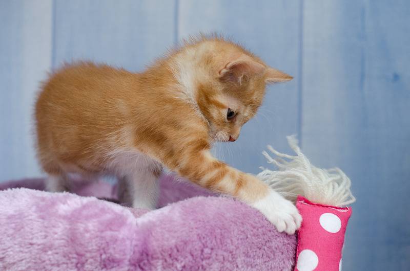 Loki, mâle type européen red tabby né 08/02/2015 - Page 2 Loki%20a%202%20mois-1_zpsfymiakfa