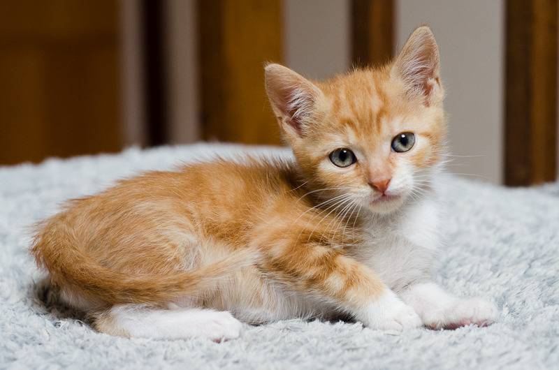 Loki, mâle type européen red tabby né 08/02/2015 - Page 2 Loki%20a%202%20mois-7_zpscllvkydv