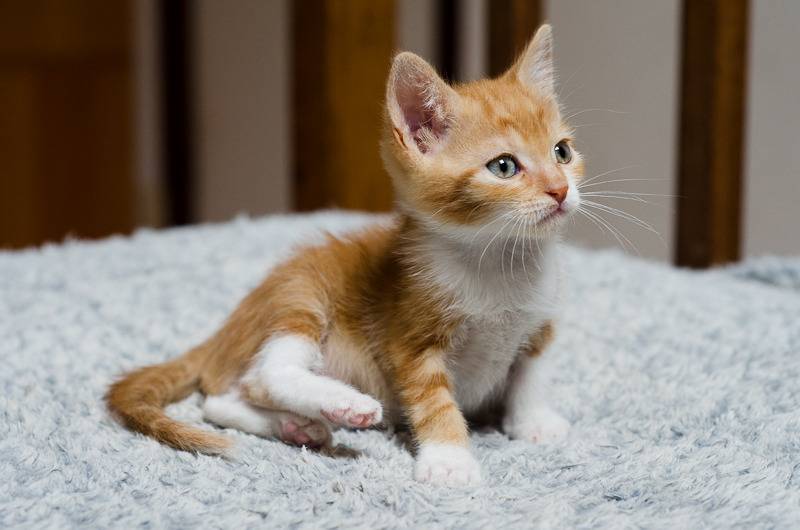 Loki, mâle type européen red tabby né 08/02/2015 - Page 2 Loki%20a%202%20mois-9_zpsmazaojoa