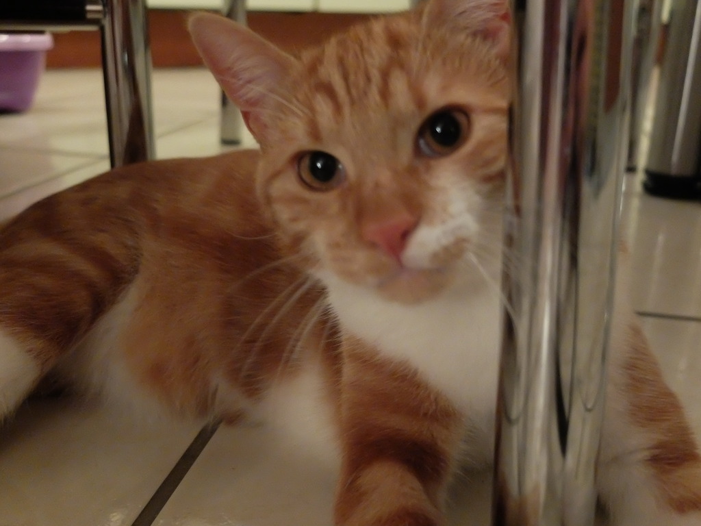 Loki, mâle type européen red tabby né 08/02/2015 - Page 3 Loki%20sept%202015_zpsavnudshx