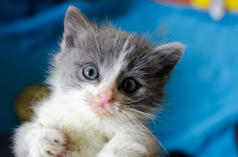 Muffin, mâle gris et blanc, né le 17 mai 2016 Chatons%20Guignen-1_zpsxos5vl5g