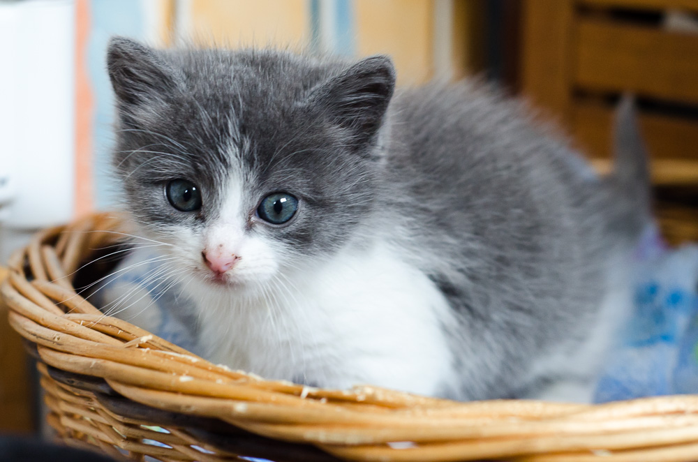 Muffin, mâle gris et blanc, né le 17 mai 2016 Muffin%20J3-2_zps1zwvnbud