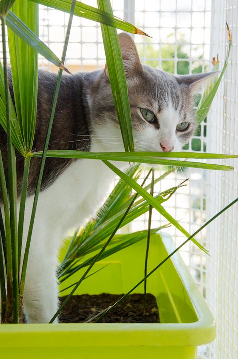 Baya, mâle type européen tabby blanc né 01/05/2008 - Page 5 Bayaenjuillet2013-10_zpsd0e137e5