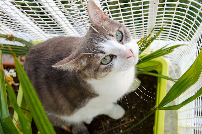 Baya, mâle type européen tabby blanc né 01/05/2008 - Page 5 Bayaenjuillet2013-18_zps6d867a62