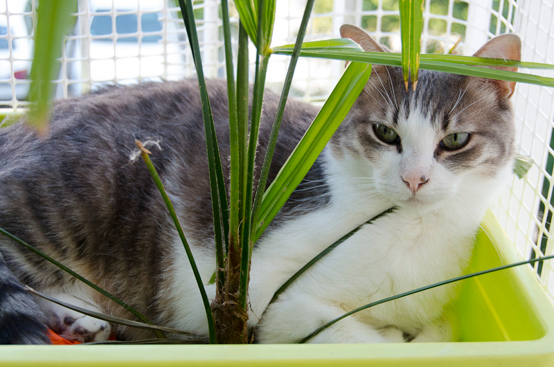 Baya, mâle type européen tabby blanc né 01/05/2008 - Page 5 Bayaenjuillet2013-27_zps18fc660f