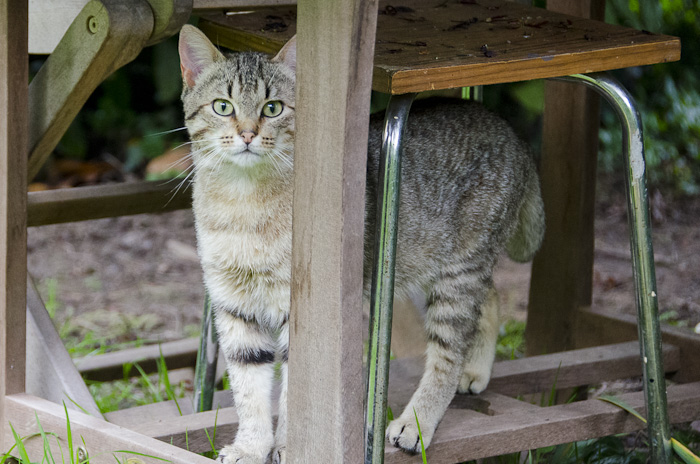 Pissou, mâle type européen tabby estimé né 2012  ChatsIffendic-40_zps8221a414