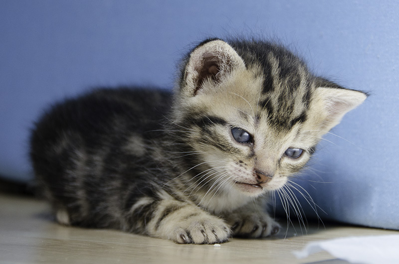 Iago, chaton tigré né vers le 15 aout 2013 Iago-J06-11_zps006b666b