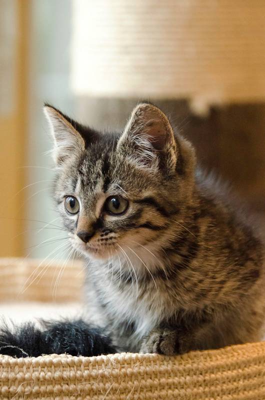 Pacha (Impala), chaton tigré foncé né vers le 15 août 2013 ImpalaS2-25_zps4752c1eb