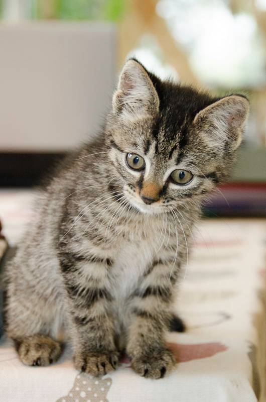 Pacha (Impala), chaton tigré foncé né vers le 15 août 2013 ImpalaS2-35_zps195aaf44