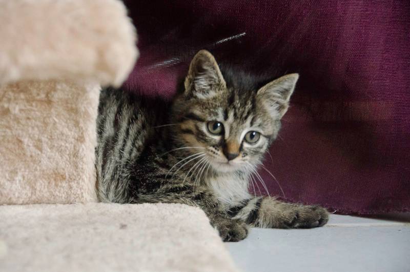 Pacha (Impala), chaton tigré foncé né vers le 15 août 2013 Impalaseance1-22_zps2628eb65