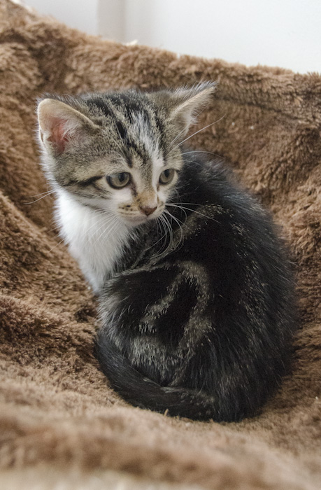 Inuït, mâle type européen tabby blotched et blanc estimé né 01/05/2013 Inuit1-1_zps7108c59d