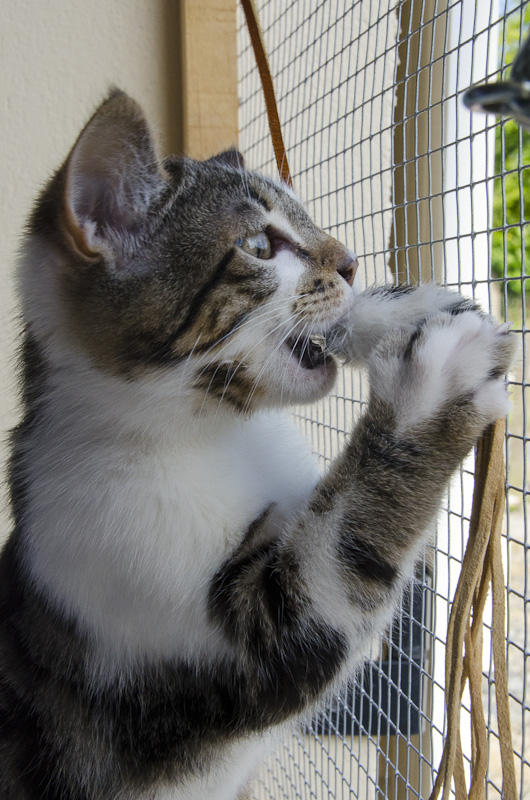 Inuït, mâle type européen tabby blotched et blanc estimé né 01/05/2013 - Page 2 Inuit3mois-1_zps1d8e71f9