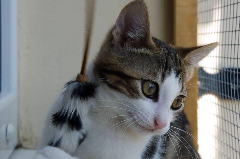 Léon (Issétou), mâle européen tabby blotched blanc né 01/05/2013 Issetou3mois-8_zps4204ee56