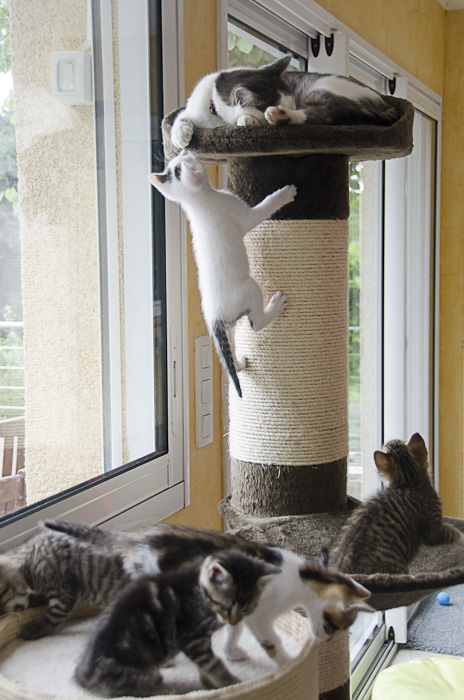 Igloo, mâle type européen, blanc et queue tigrée, né 1er mai 2013 OJ18-Chatonsensemble-5_zps145ed20f