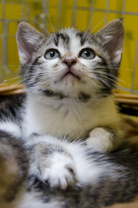 Inuït, mâle type européen tabby blotched et blanc estimé né 01/05/2013 Surprise3-11_zps8d36f086